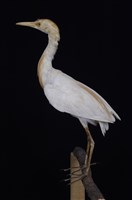 藏品(黃頭鷺)的圖片